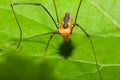 Harvestman spider Royalty Free Stock Photo