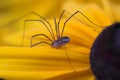 Harvestman spider Royalty Free Stock Photo