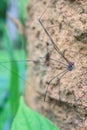 Harvestman spider or daddy longlegs close up on tree Royalty Free Stock Photo