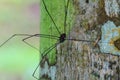 Harvestman spider or daddy longlegs Royalty Free Stock Photo