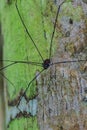 Harvestman spider or daddy longlegs Royalty Free Stock Photo