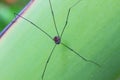 Harvestman spider or daddy longlegs Royalty Free Stock Photo