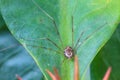 Harvestman spider or daddy longlegs Royalty Free Stock Photo