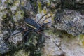 Harvestman spider or daddy longlegs Royalty Free Stock Photo