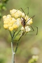 Harvestman spider on flower Royalty Free Stock Photo