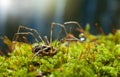 Harvestman spider in forest Royalty Free Stock Photo