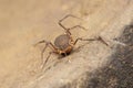 Harvestman spider or Hadrobunus grandis, Bhimashankar, Maharashtra Royalty Free Stock Photo