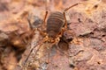 Harvestman spider or Hadrobunus grandis, Satara, Maharashtra Royalty Free Stock Photo