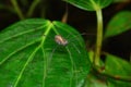 Harvestman spider, Ophilion, Satara, Maharashtra, India