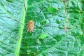 Harvestman Spider