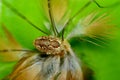 Harvestman Spider