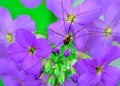 Harvestman Spider Royalty Free Stock Photo