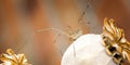 Harvestman moving from one Poppy seed head to another, panorama