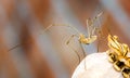 Harvestman moving from one Poppy seed head to another