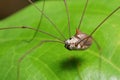 Harvestmen also known as daddy longlegs