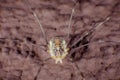 Harvestmen Royalty Free Stock Photo