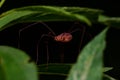 Harvestmen Royalty Free Stock Photo