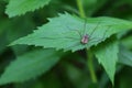 Harvestmen Daddy Longlegs chilling on a leaf