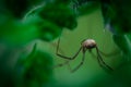 Harvestmen, male waiting to attack its prey Royalty Free Stock Photo
