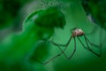 Harvestmen, male waiting to attack its prey Royalty Free Stock Photo