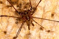 Harvestmen with offspring Royalty Free Stock Photo
