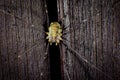 Harvestmen Royalty Free Stock Photo