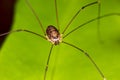 Harvestmen Spider Royalty Free Stock Photo