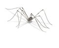 Harvestmen spider Royalty Free Stock Photo