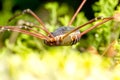 Harvestmen Spider Insect Close Up Royalty Free Stock Photo