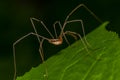 Harvestmen Spider Royalty Free Stock Photo