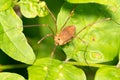 Harvestmen Spider Royalty Free Stock Photo