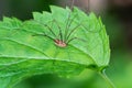 Harvestmen Spider Royalty Free Stock Photo