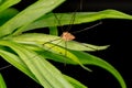 Harvestmen Spider Royalty Free Stock Photo