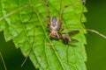 Harvestmen Spider Royalty Free Stock Photo