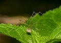 Harvestmen Spider Royalty Free Stock Photo