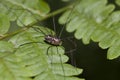 Harvestmen spider - Phalangium opilio