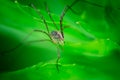 Harvestmen waiting to attack its prey, male insect Royalty Free Stock Photo