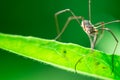 Harvestmen waiting to attack its prey, male insect Royalty Free Stock Photo