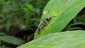 Black ant on leaf in tropical rain forest.