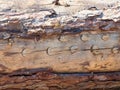 Harvestor marks under tree bark. Marks cut in wood