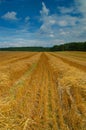 Harveted corn field