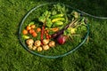 Harwested and washed root vegetables on lawn grass inprivate garden Royalty Free Stock Photo