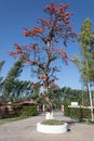 HaryanaÃ¯Â¼Å India - March 26Ã¯Â¼Å 2017Ã¯Â¼Å¡ Low angle shot of a Bombax or Silk Cotton Tree with red blossoms in front of the Vyaas Ashr