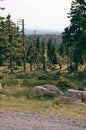 The Harz forest dieback Royalty Free Stock Photo