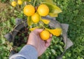 Someone picking a fruiting lemon tree. The lemon is a bright yellow citrus fruit.