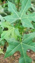 has leaves like papaya leaves but these are vegetables