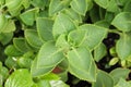 Plectranthus amboinicus Lour. Spreng. It is vegetable and herb. Royalty Free Stock Photo