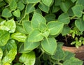 Indian borage or Country borage or Oreille or Oregano or Plectranthus amboinicus Lour. Spreng. Royalty Free Stock Photo