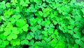 Oxalis corniculata changori tinpatiya plants stock photo