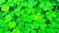 Oxalis corniculata changori green tinpatiya Royalty Free Stock Photo